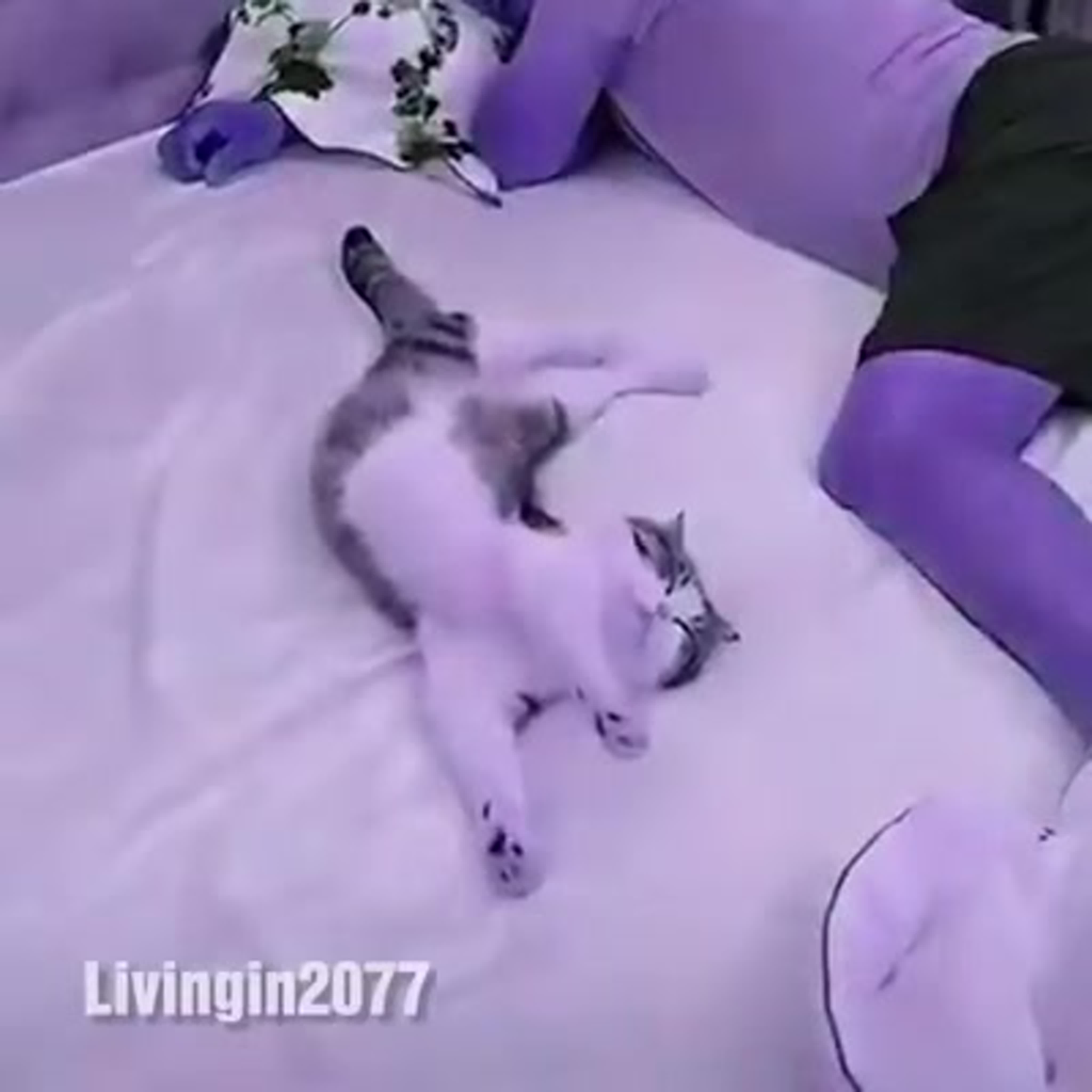 Cat living in 2077 - BEST XXX TUBE