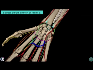 46 upper limb arteries hand and wrist 3d anatomy tutorial