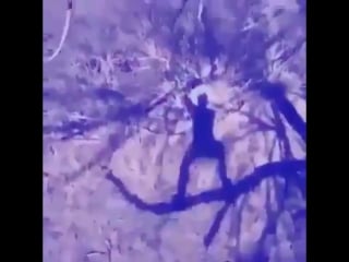 Armin van buuren vs vini vici ft hilight tribe