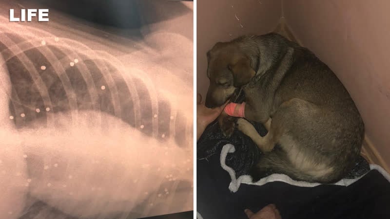 "сделали рентген и просто впали в шок" около 200 пуль выпустили в молодые неизвестные в краснодаре