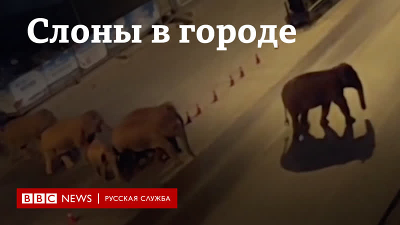 Слоны заблудились стадо диких молодые идет через китайские города и аграрные зоны