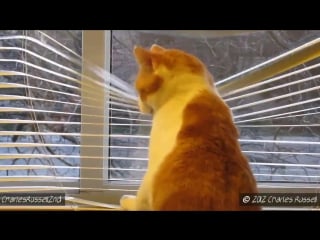 Best videos понавешали тут! всё окно испортили!