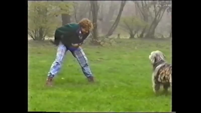 Richtig spielen mit hunden