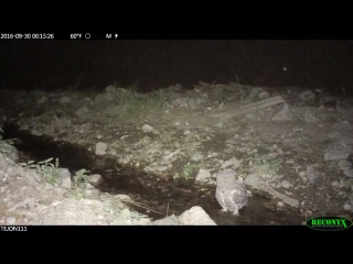 Great horned owl in el paso creek on tejon ranch