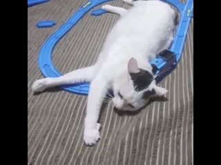 Наглый котяра