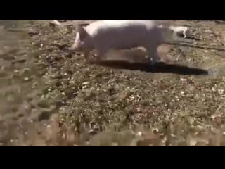 This little piglet named "guy" was recently rescued by iowa farm sanctuary one of the older rescues, george, has taken guy unde