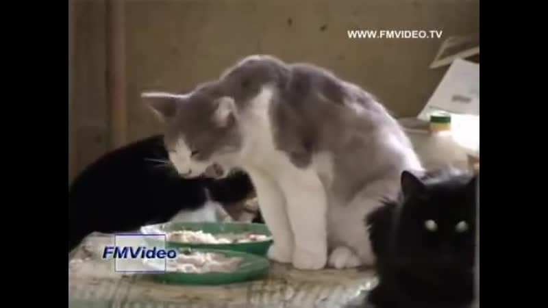 Защитницу молодые выселили из квартиры