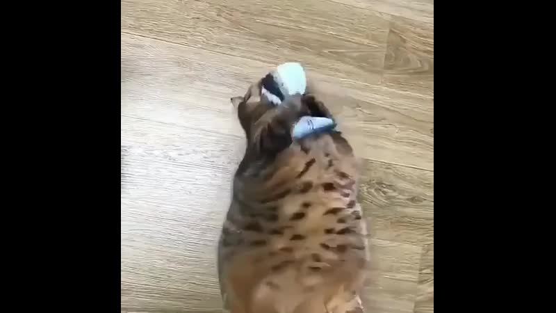 Эх, котяра доволен)))