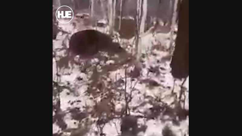 На камчатке парень защитил младшего брата от медведя ценой собственной жизни