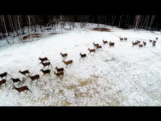Quadcopter filming red deer and european bison
