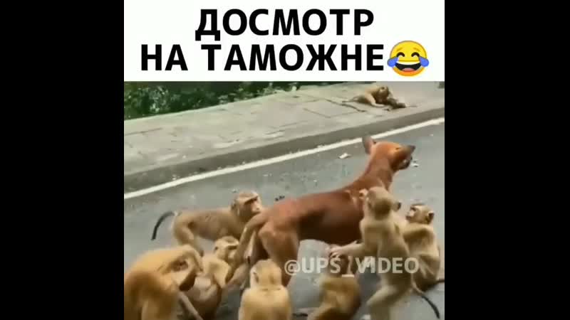 Досмотр porn video – Досмотр на таможне