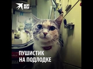 Матрос мурка