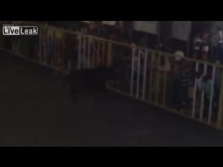 Бык молодыемужика | man dies after being porn by a bull in spain