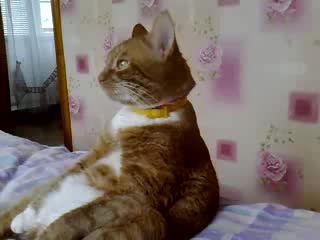 Прикольный кошак)))