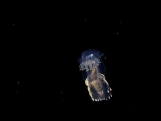 Sea cucumber exploring puerto rico’s seamounts, trenches, and troughs 2015
