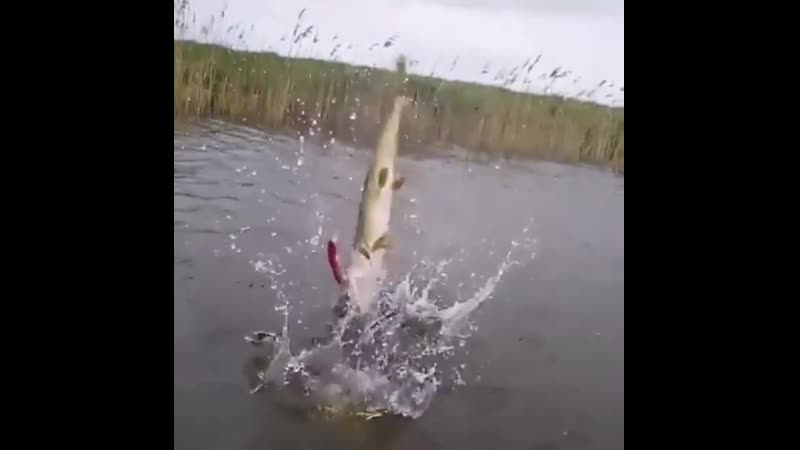 Тройной тулуп! 👍 mp4