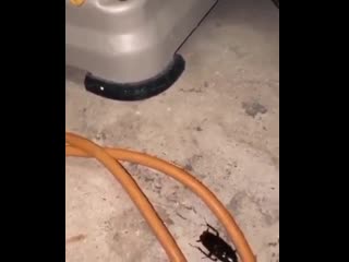 Cockroaches