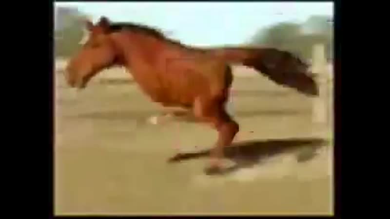 Ебанутый конь бежит куда то нахуй