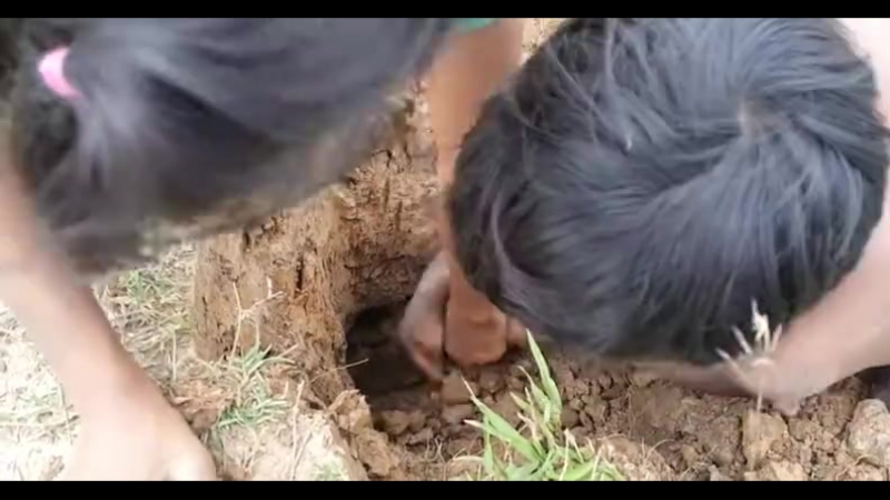 Маленькие молодые, брат с сестрой, ловят змей, чтобы прокормить семью