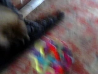 Мой щенок лева