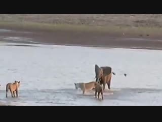 Time tide south luangwa, zambia hercules the elephant vs 14 lions