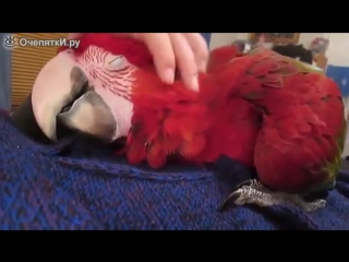 Страстный любитель нежностей