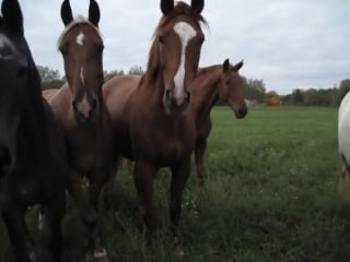 Лошади, лошадки (группа огого видео)