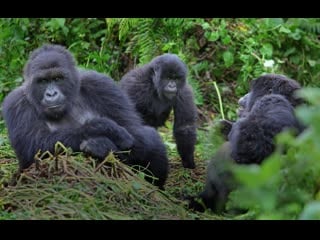 Visit rwanda