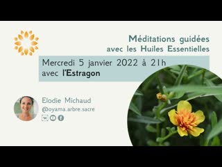 Live méditation olfactive avec l'estragon