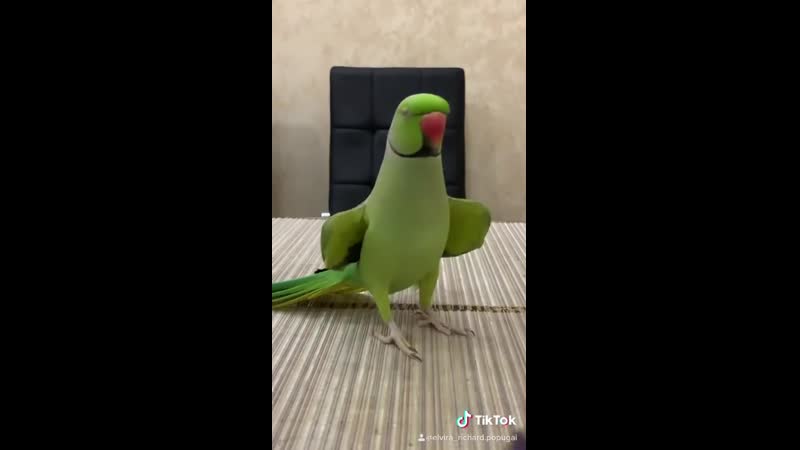 "достала со своей обезьянкой" )