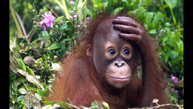 Актриса аж голливуд позавидует )) смеюсь и плачу!