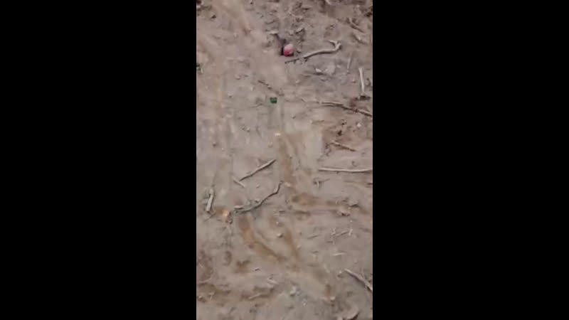 Жителя амурской области утащил тигр