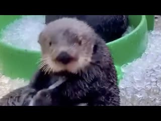 Club strannik sea otter