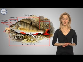 19 рыбы общая характеристика и внешнее строение