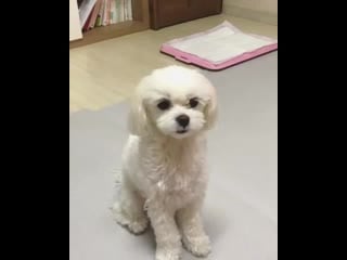 Haetnim with joy's sister 💚