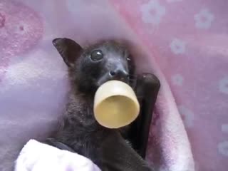 Rainbow the orphaned baby flying fox