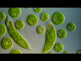 Chlamydomonas and euglena viridis