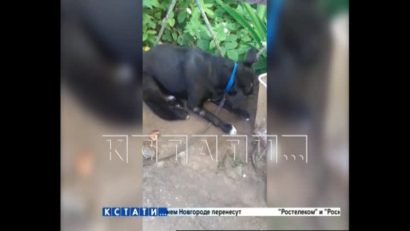 На молодые, которую спасли зоозащитники от хозяйки, желавшей ее убить, совершено новое покушение