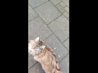 Neighbor cat is waiting for me at the same time every day and wants to be petted