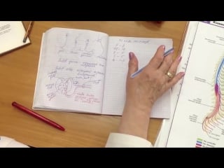 10 спинной мозг рефлекторная дуга