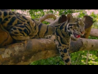 The clouded leopard (neofelis nebulosa)