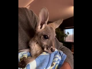 И немного милоты всем в ленту reposted from @ nature follow @ nature how sweet is this baby kangaroo? ❤️ with the help of @