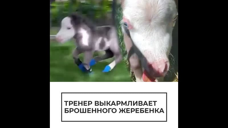 Тренер выкармливает брошенного жеребенка