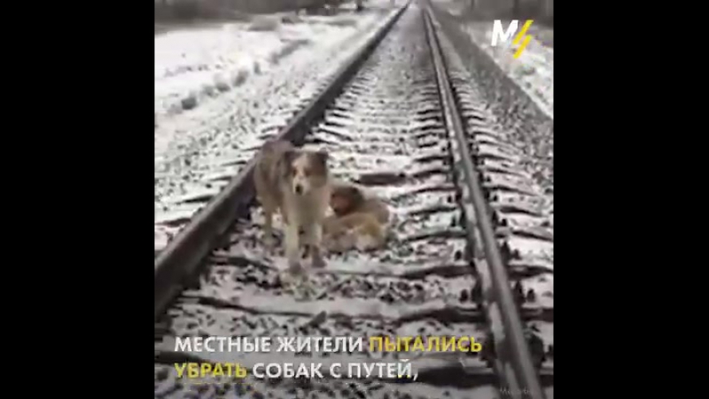 Собачья преданность