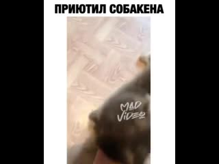 Уже хаски выбрасывают на улицу 😳