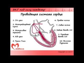 [1 экг под силу каждому] вводное занятие