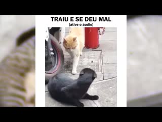 Meme traiu e se deu mal (dublagem de gatos (360p) mp4