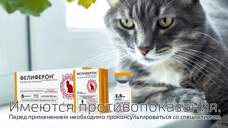 Фелиферон противовирусный препарат для кошек