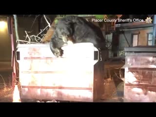 California deputies rescue bear trapped in dumpster