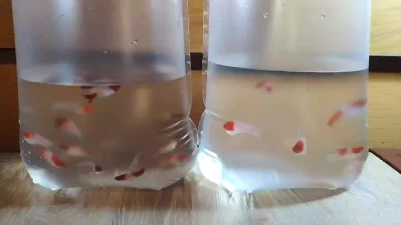 Kohaku porn video – Видео от меченосцы "art kohaku"